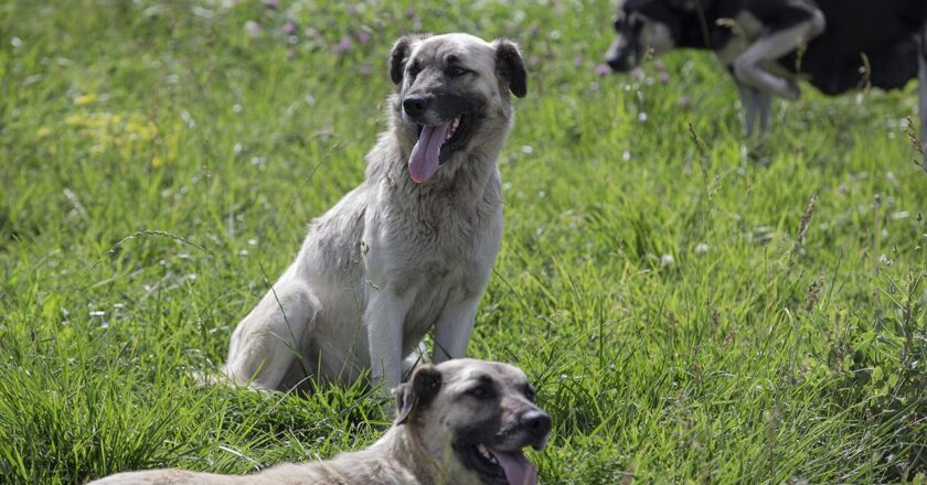 Tekirdağ’da sokak köpeklerinin saldırısına uğrayan kişi yaralandı