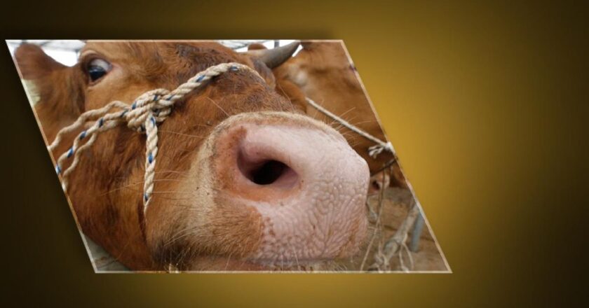 Ankara'dan sonra Bolu! Deli dana paniği… Deli dana hastalığı nedir ve nasıl bulaşır? Deli dana hastalığının belirtileri nelerdir? Kişiden kişiye bulaşabilir mi?