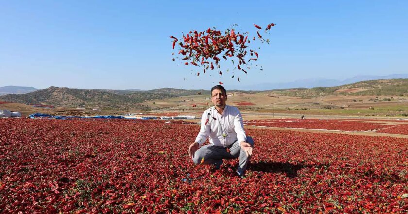 Kilis'teki hasat sabahın ilk ışığıyla başlar: 1500 on yıl içinde büyür! – Yaşam Haberlerini Kırma