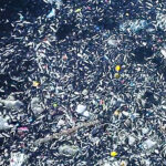 Seyhan Nehri’nde Balıklar Neden Ölüyor?