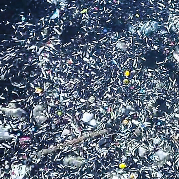 Seyhan Nehri’nde Balıklar Neden Ölüyor?