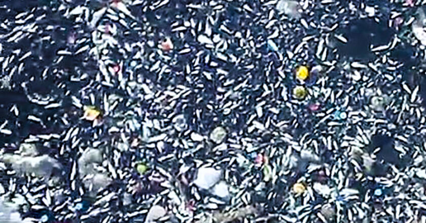 Seyhan Nehri’nde Balıklar Neden Ölüyor?